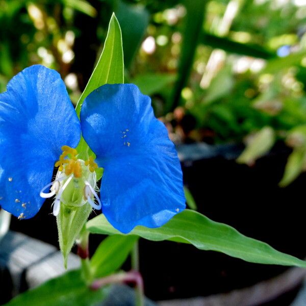 Commelina erecta Blodyn