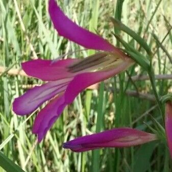 Gladiolus italicus Цветок