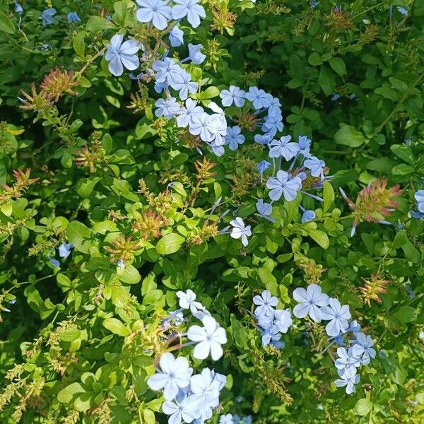 Plumbago auriculata Blüte