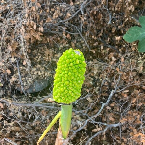 Arum pictum Fruit