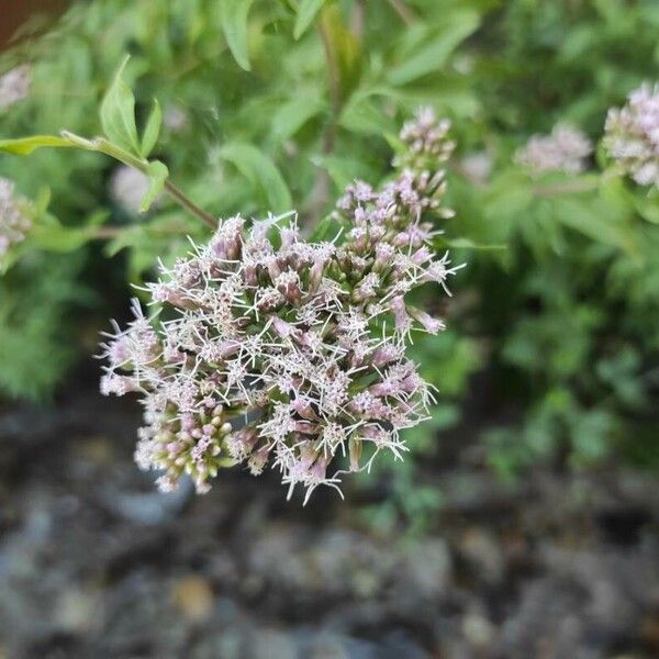 Eupatorium cannabinum Õis