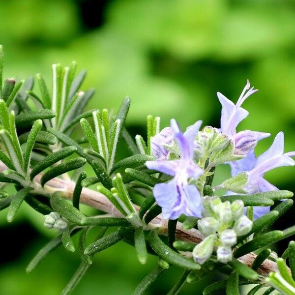 Rosmarinus eriocalyx Flower