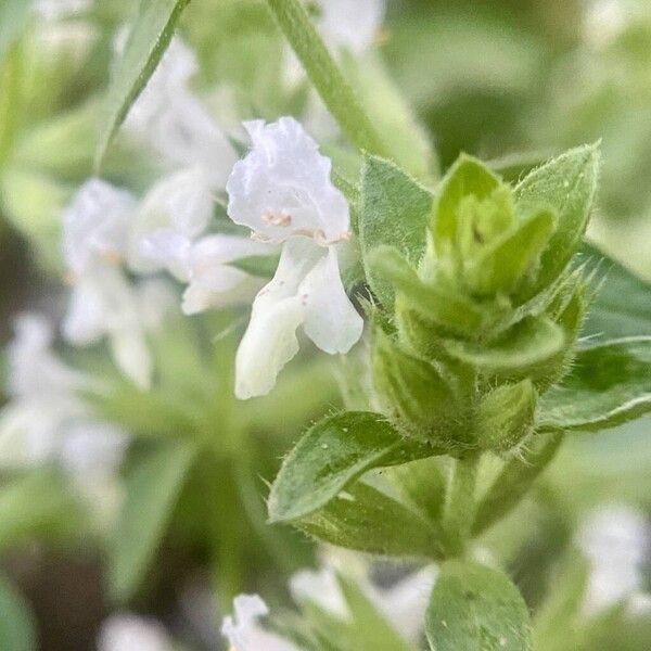 Stachys annua Blomma