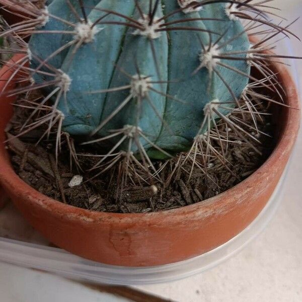 Melocactus azureus Leht