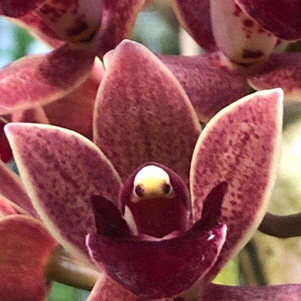 Cymbidium devonianum Blodyn