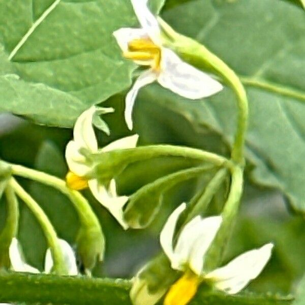 Solanum douglasii Flors