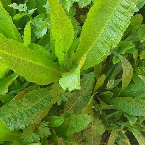 Dipsacus sativus Leaf