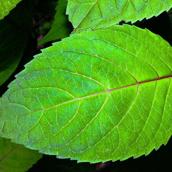 Hydrangea heteromalla Leaf