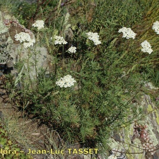 Achillea chamaemelifolia عادت داشتن