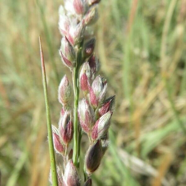 Eragrostis superba 果實