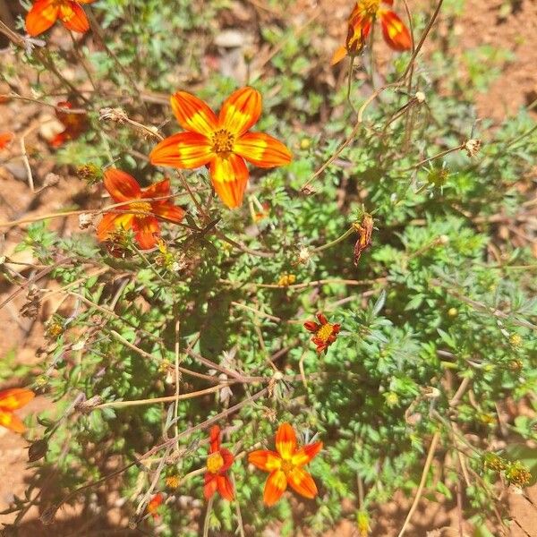 Bidens triplinervia Flower