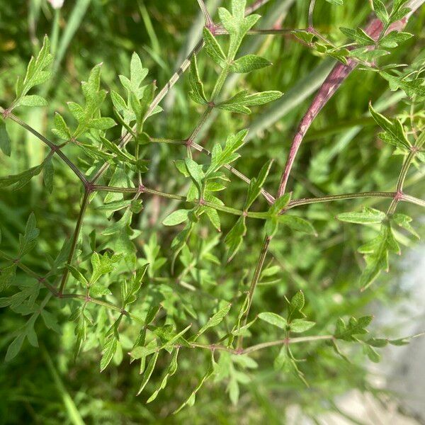 Peucedanum oreoselinum Leaf