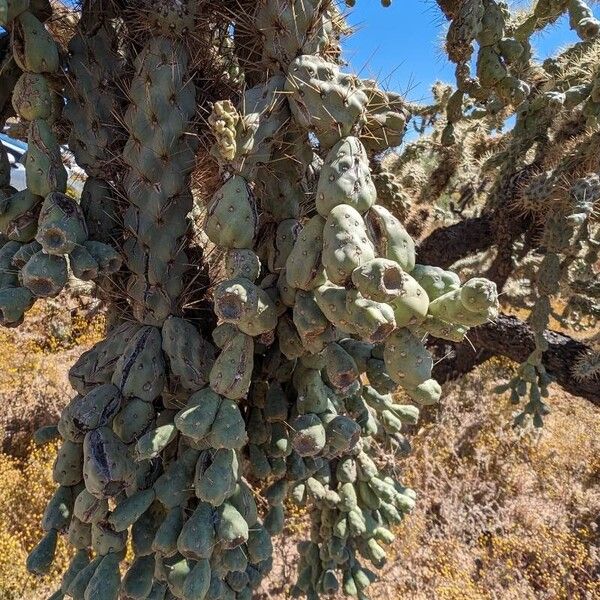 Cylindropuntia fulgida Flower