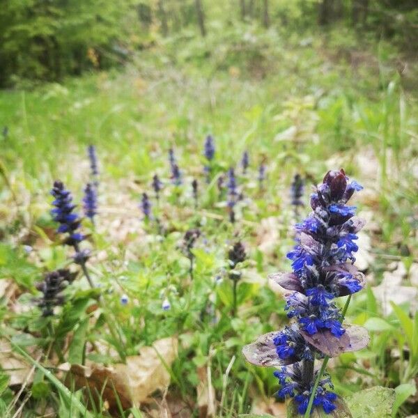 Ajuga reptans 花