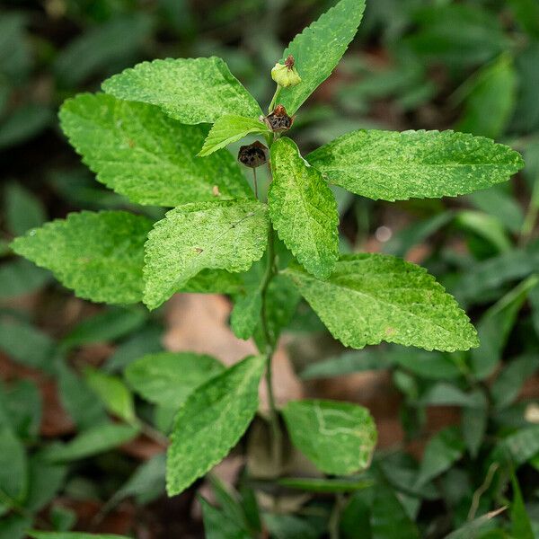 Sida rhombifolia Folla