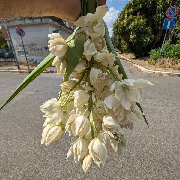 Yucca gloriosa Flower