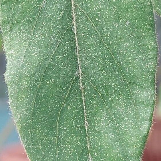 Averrhoa bilimbi Leaf