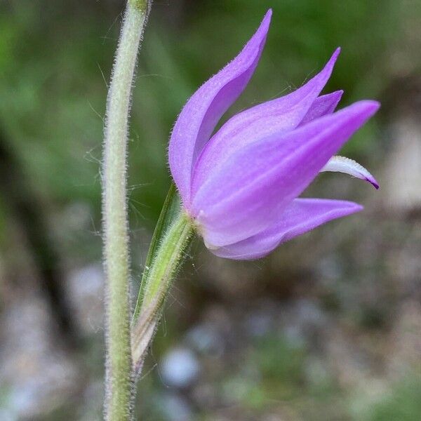 Cephalanthera rubra ফুল