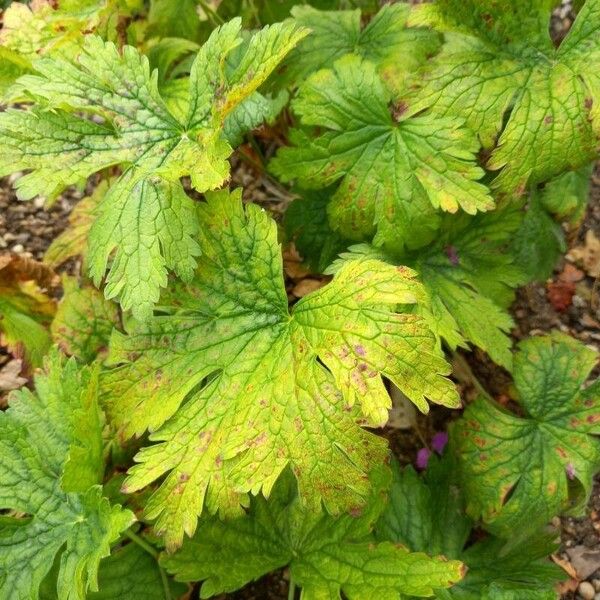 Geranium psilostemon Folha