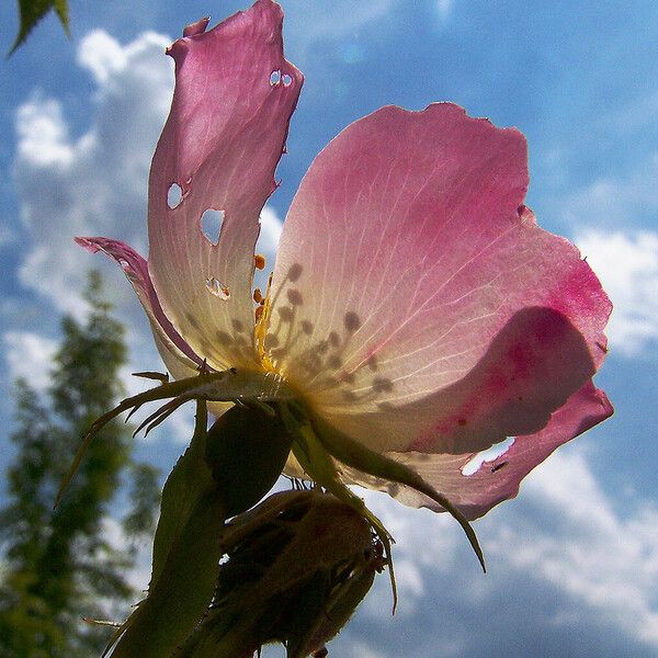 Rosa canina Blüte