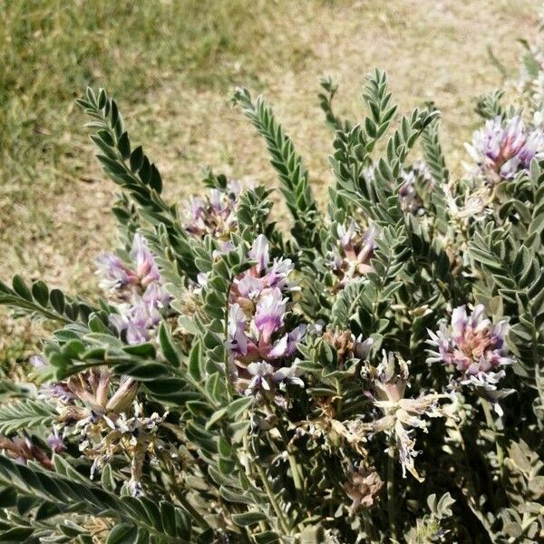 Astragalus mollissimus Квітка