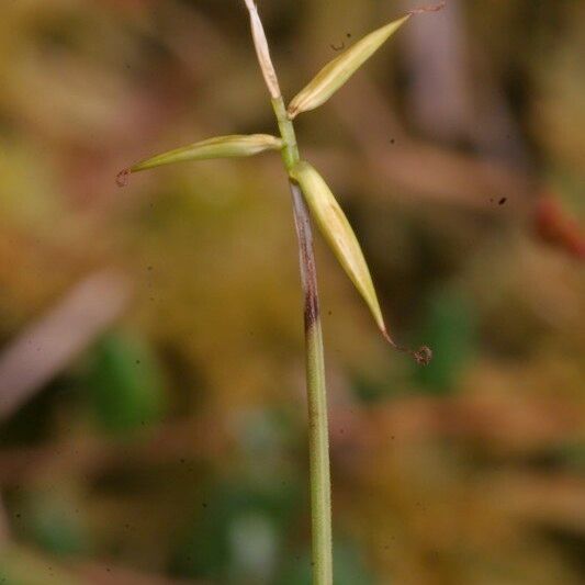 Carex pauciflora 樹皮