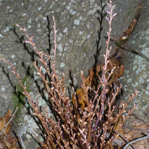 Epifagus virginiana Hábito