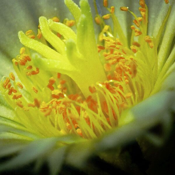 Astrophytum myriostigma Flower