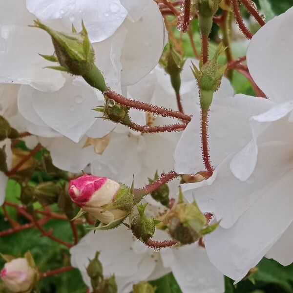 Rosa moschata Flower