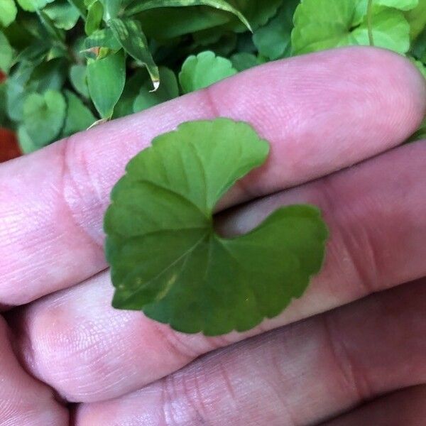 Centella asiatica Frunză