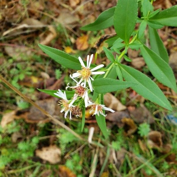 Doellingeria umbellata Flower