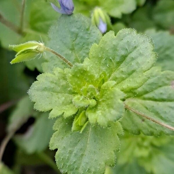 Veronica polita Feuille