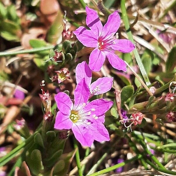 Lythrum junceum പുഷ്പം