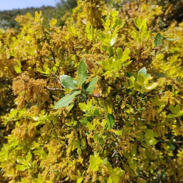 Quercus coccifera Flor