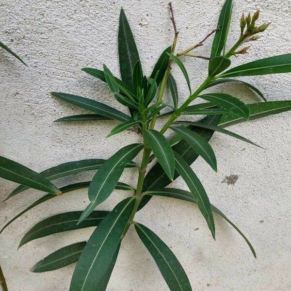 Nerium oleander Deilen