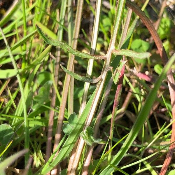 Pseudopodospermum brevicaule Folha