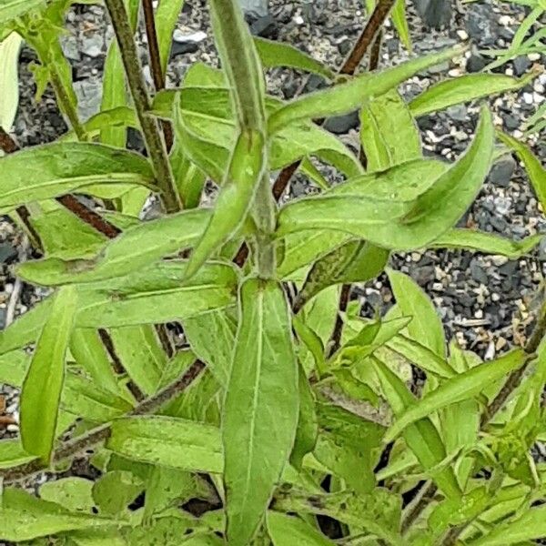 Buphthalmum salicifolium Leht