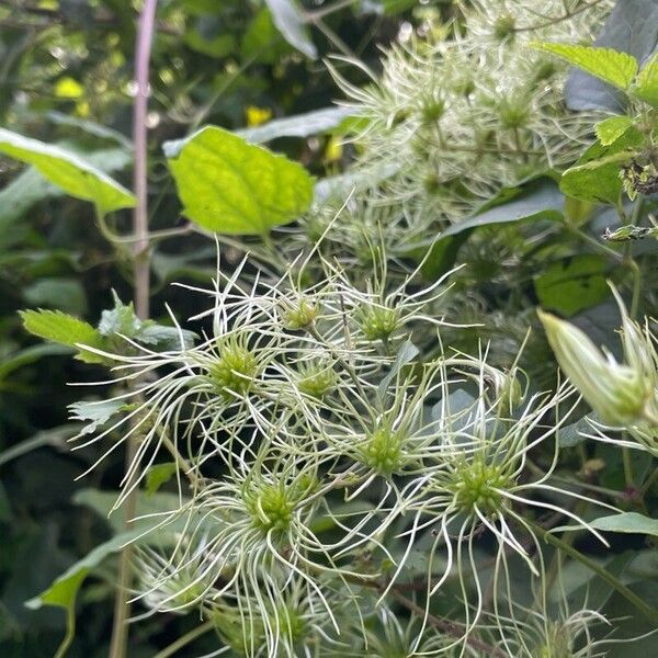 Clematis virginiana Flower