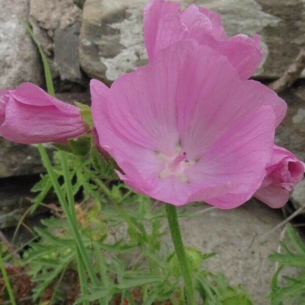 Malva moschata പുഷ്പം