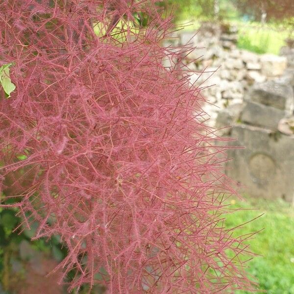 Cotinus coggygria Ліст