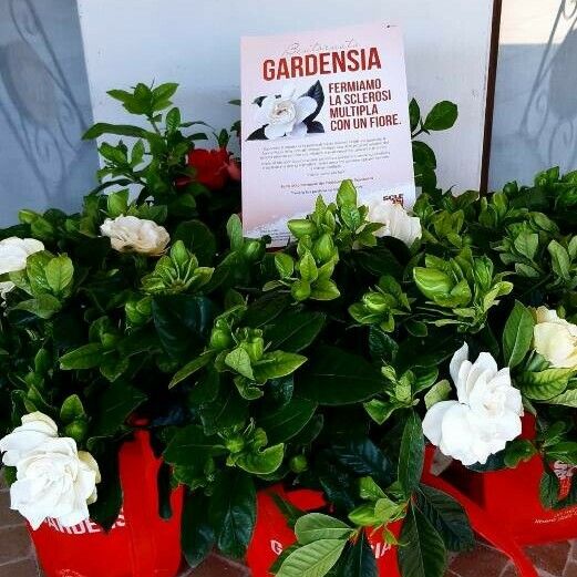 Gardenia taitensis 花