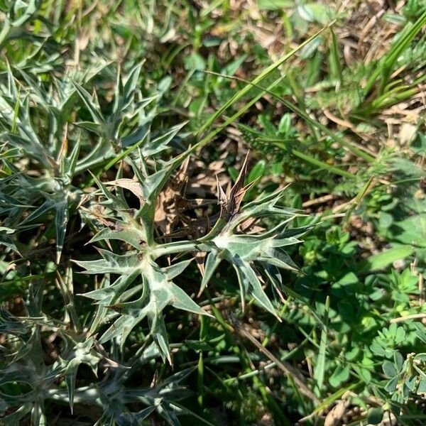 Eryngium bourgatii Folha