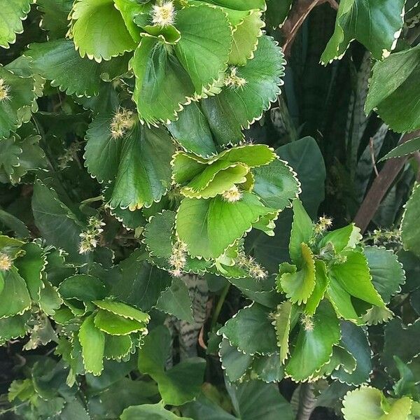 Acalypha wilkesiana Deilen