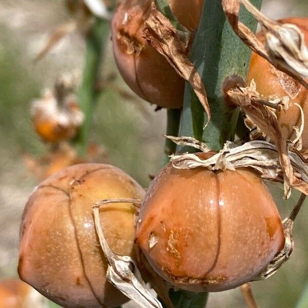 Asphodelus macrocarpus Fruit