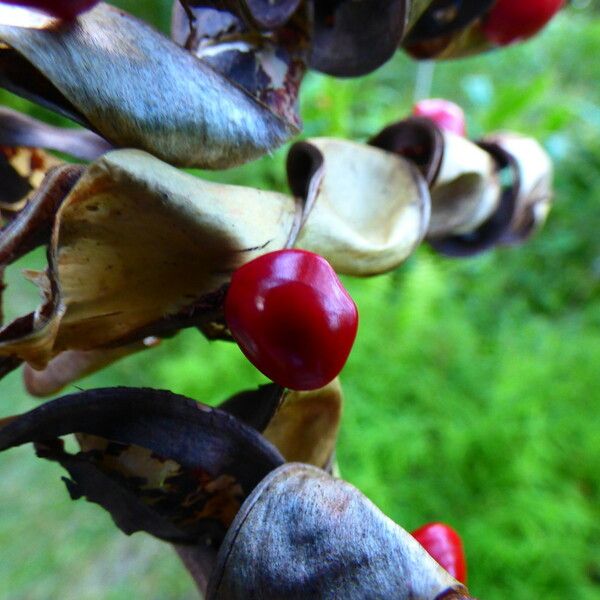 Adenanthera pavonina Fruit