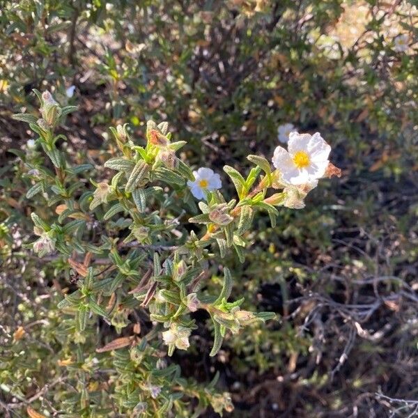 Cistus monspeliensis Other