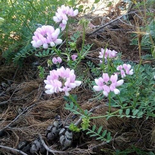 Coronilla viminalis Flower