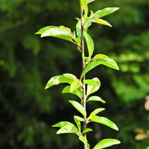 Prunus rivularis പുറംതൊലി