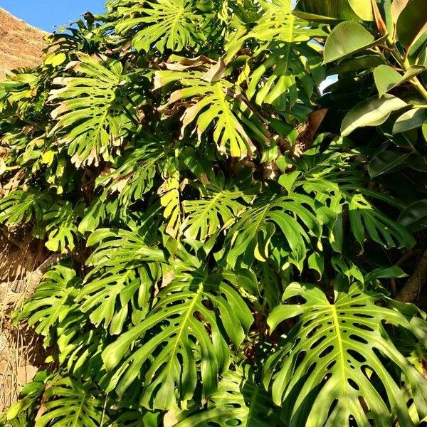 Monstera deliciosa برگ