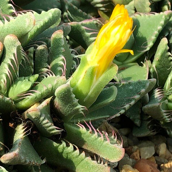 Faucaria tigrina Habitus